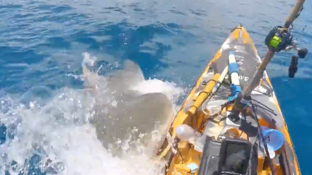 Момент моторошного нападу акули на чоловіка потрапив на відео