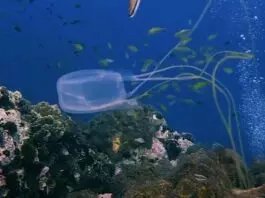 Туристка під час купання торкнулася коробчатої медузи і загинула
