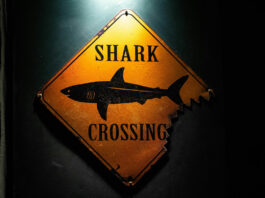 Число неспровокованих нападів акул стрімко зростає: хижаки рухаються на північ і поїдають туристів на пляжах